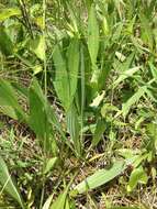 صورة Plantago sparsiflora Michx.