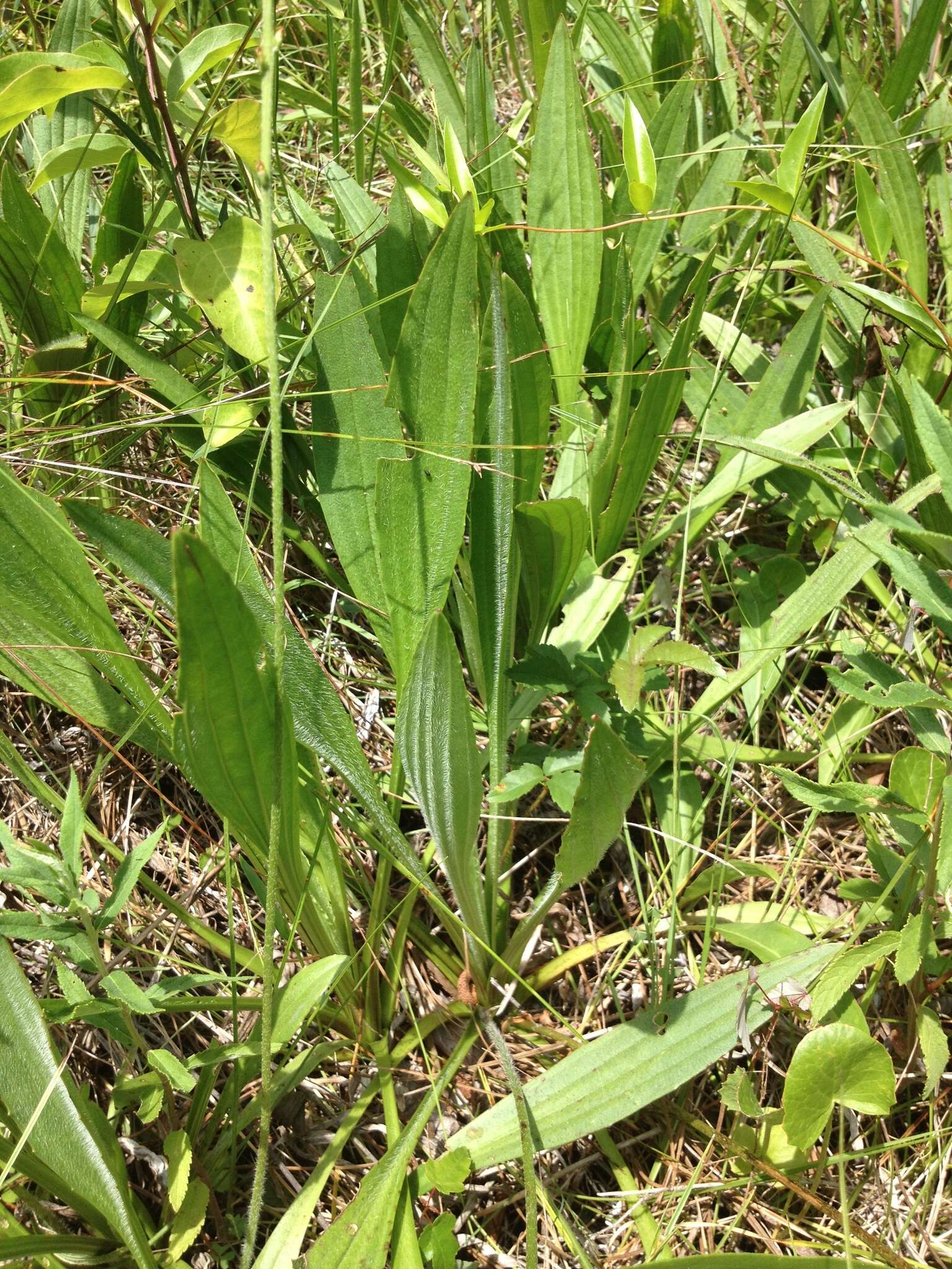 صورة Plantago sparsiflora Michx.