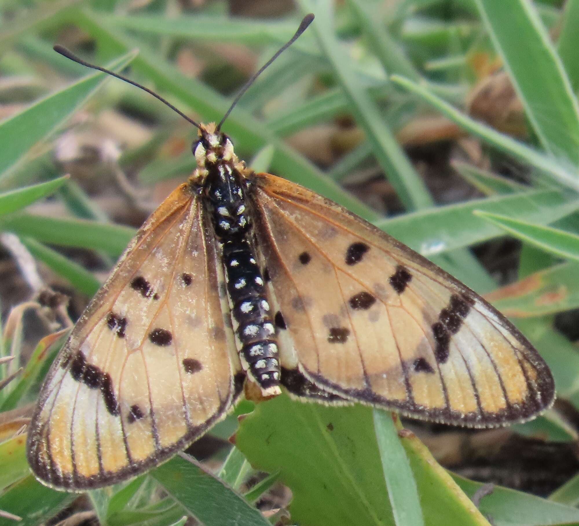 Imagem de Acraea nohara Boisduval 1847