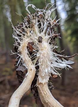 Image of Clitocybe albirhiza H. E. Bigelow & A. H. Sm. 1963