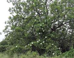 Image of Ipomoea albivenia (Lindl.) Sweet