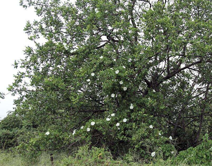 Image of Ipomoea albivenia (Lindl.) Sweet