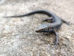 Image of Lilford's Wall Lizard