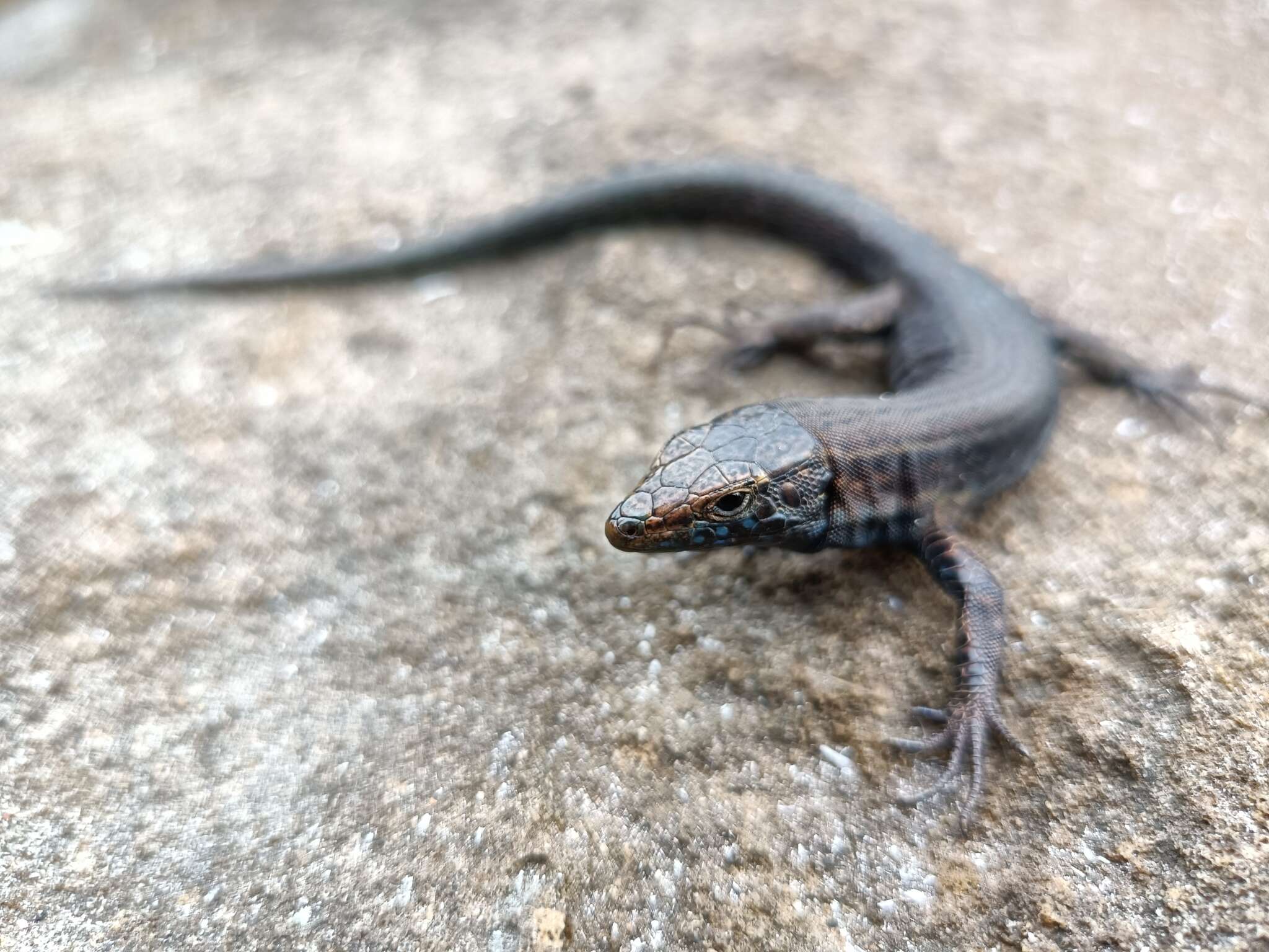 Image of Lilford's Wall Lizard