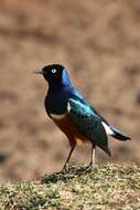 Image of Superb Starling