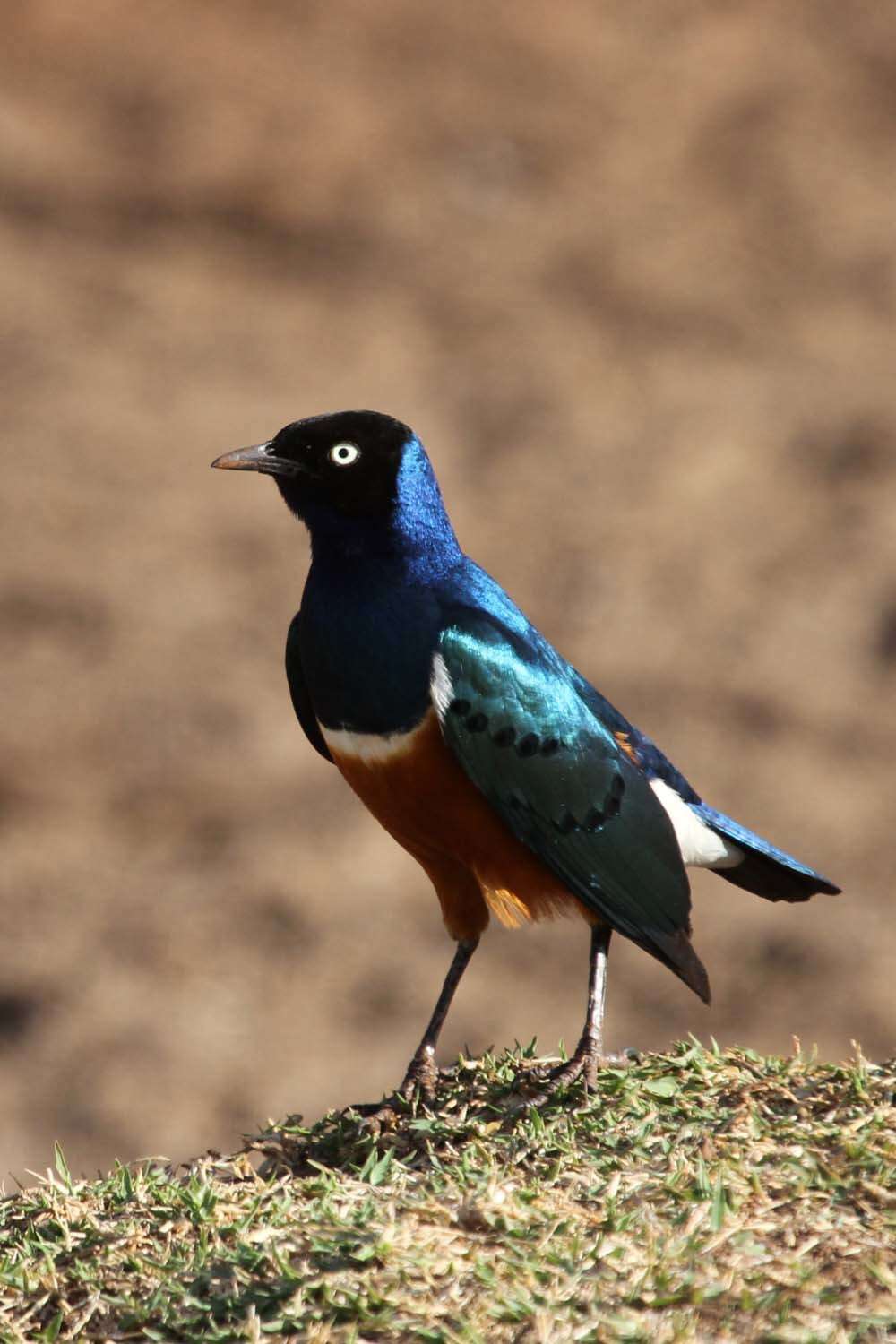 Image of Superb Starling