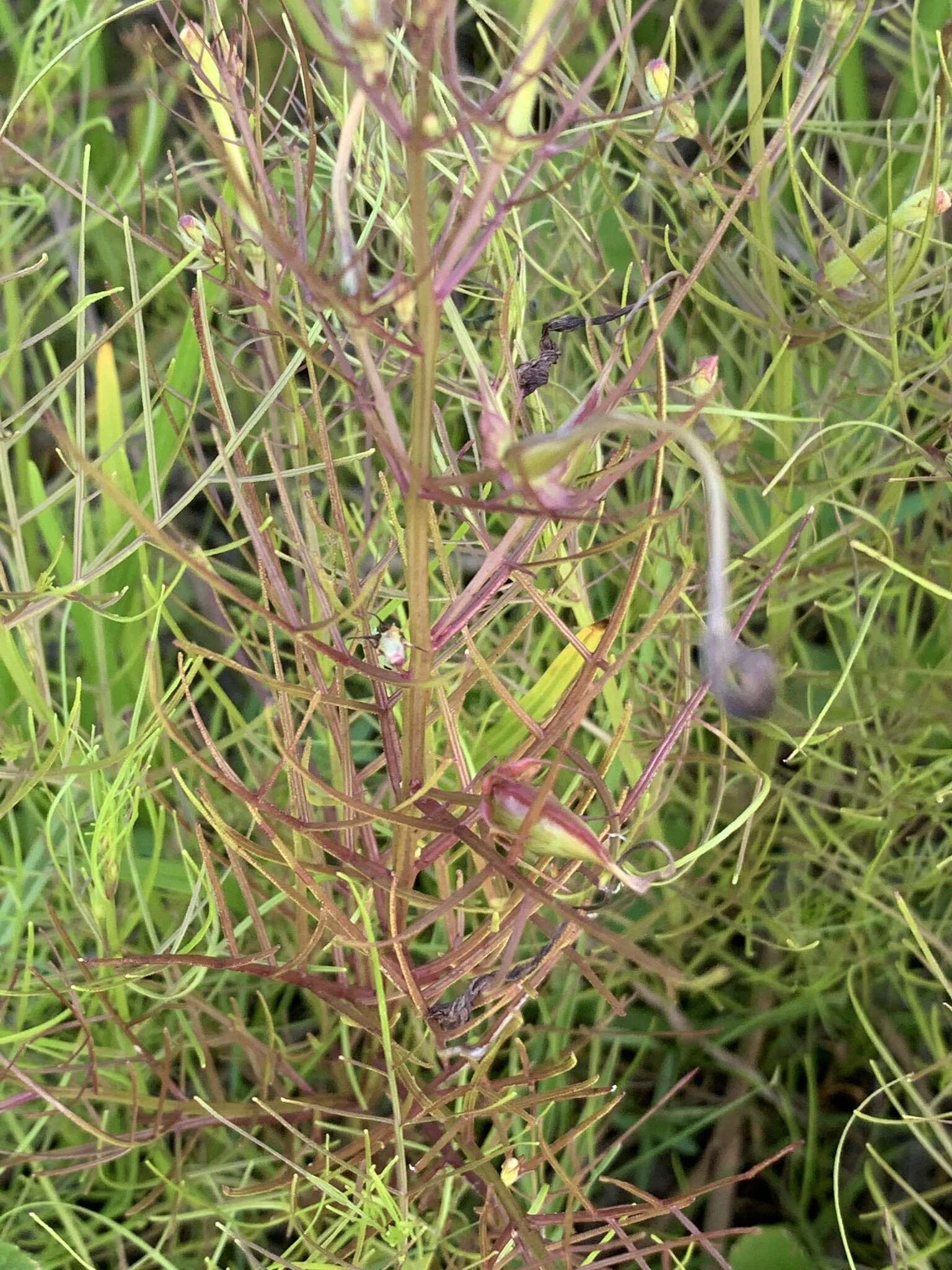 Image of Rhamphicarpa fistulosa (Hochst.) Benth.