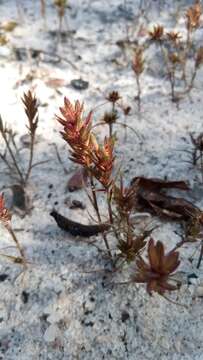 Image of Eragrostis boinensis A. Camus