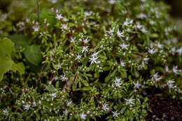 Image of Sedum jaliscanum S. Wats.