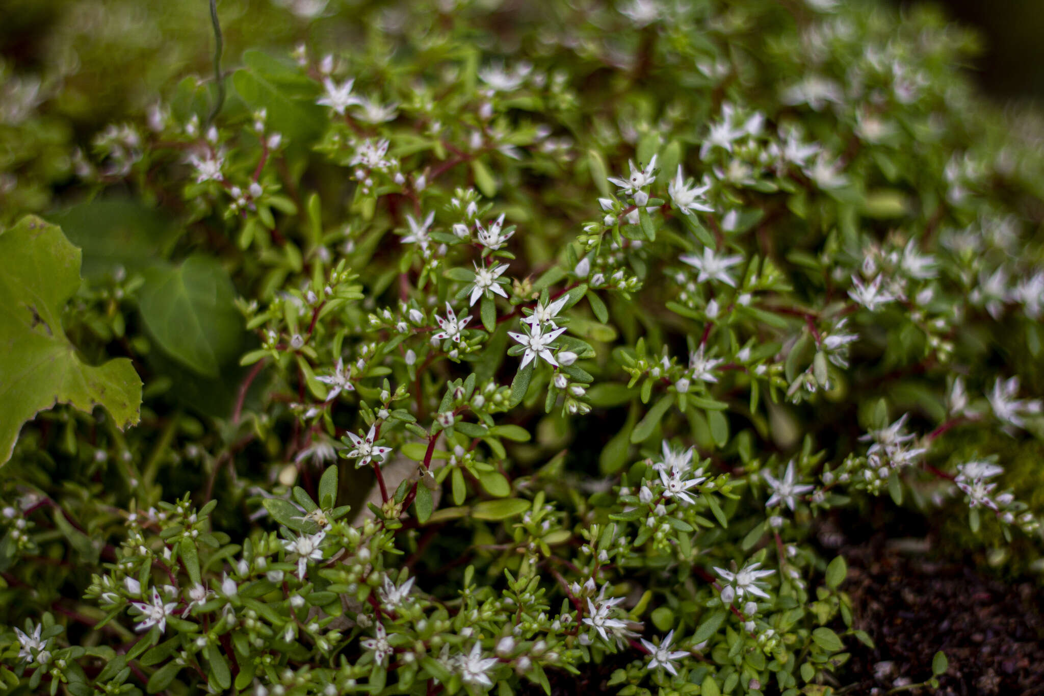 Image of Sedum jaliscanum S. Wats.