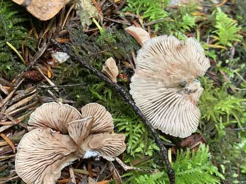 Imagem de Entoloma byssisedum (Pers.) Donk 1949