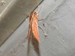 Image of Vine hawk moth