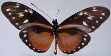 Image of Heliconius hecalesia formosus Bates 1863