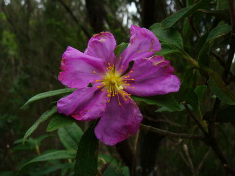 Image of Cistus symphytifolius Lam.