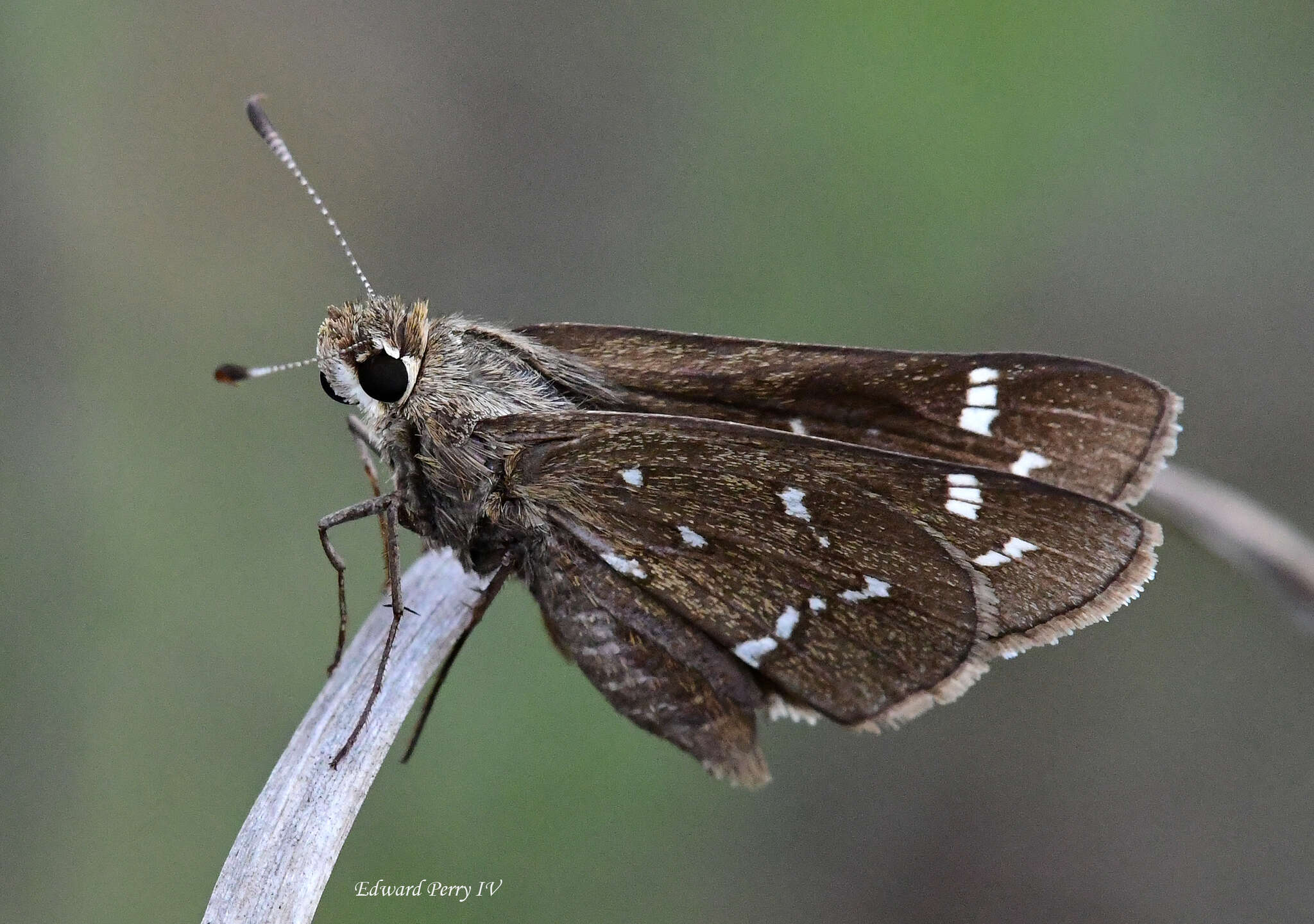 Image of Loammi Skipper