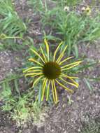 Image of Bush's purple coneflower