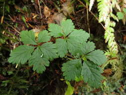 Rubus pedatus Sm. resmi