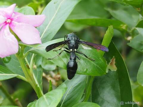 Pseudozumia indica (de Saussure 1856)的圖片