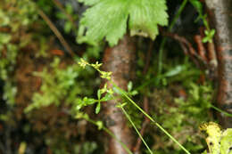 Image of Ryegrass sedge