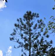 Pinus caribaea var. caribaea resmi