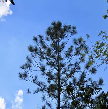 Image of Pinus caribaea var. caribaea
