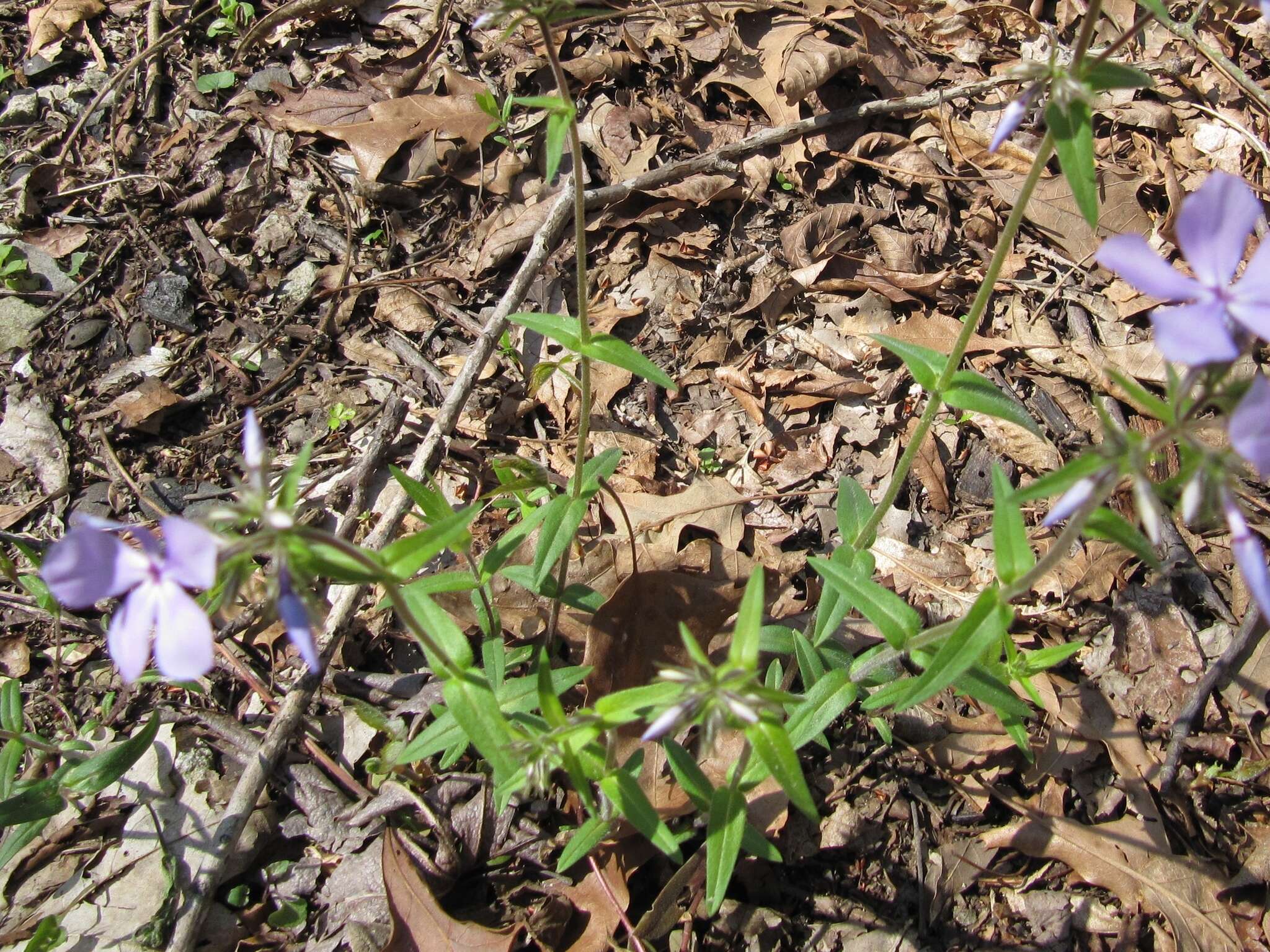 Image of Lapham's phlox