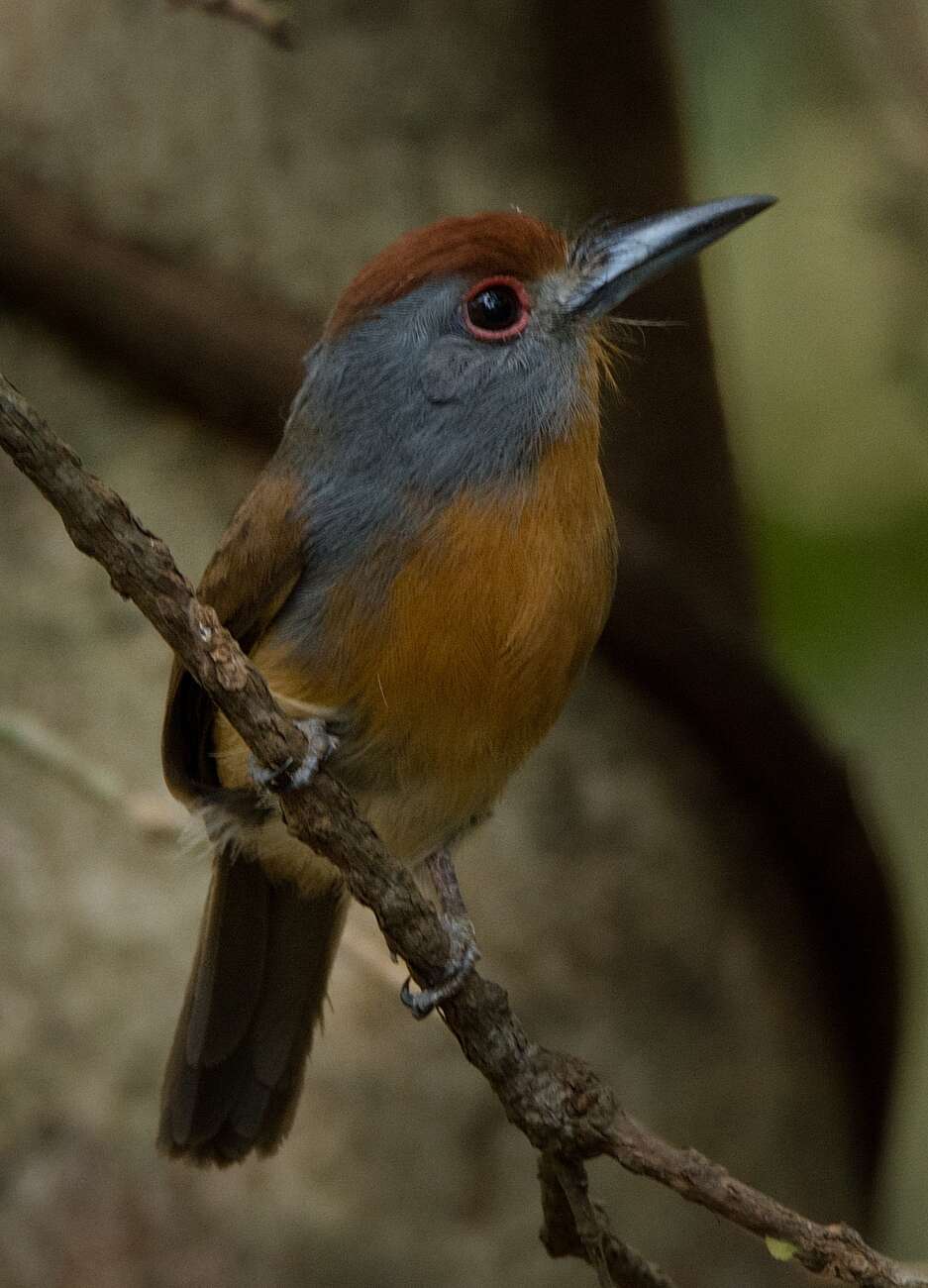 Image of Gray-cheeked Nunlet