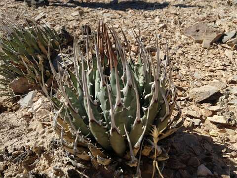 Image of Utah agave