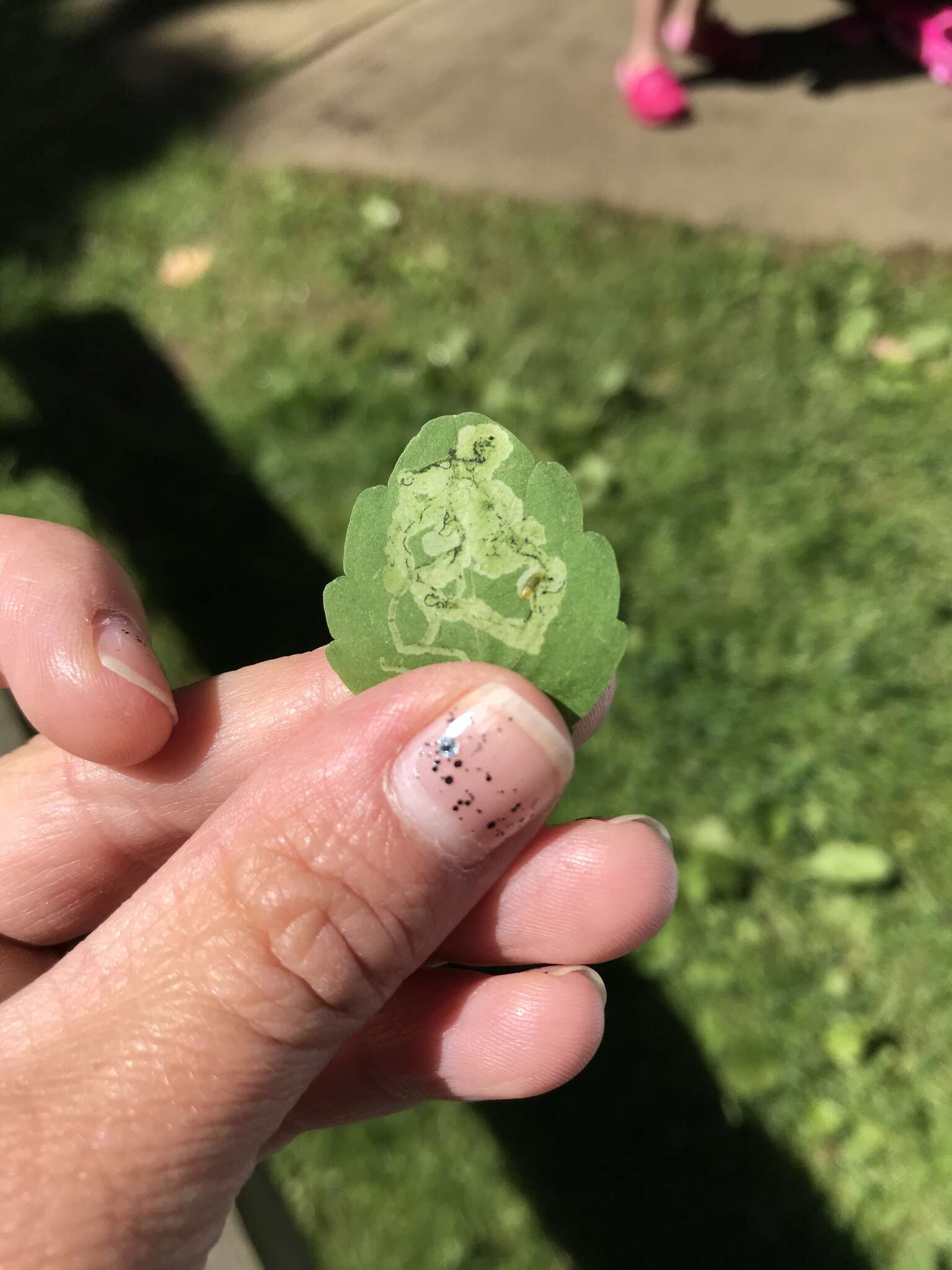 Image of Jewelweed Leafminer