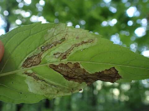 Image of Calycomyza menthae Spencer 1969