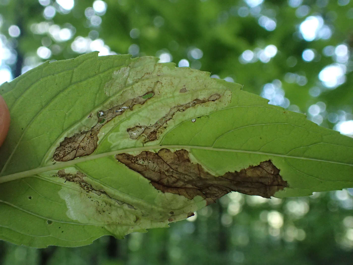 Imagem de Calycomyza menthae Spencer 1969