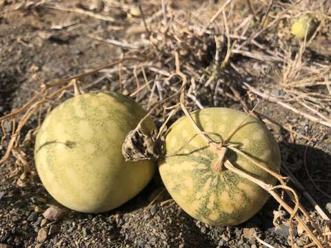 Image of Desert Vines