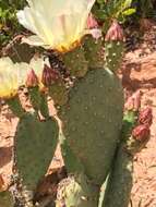 Image of Golden Prickly-pear