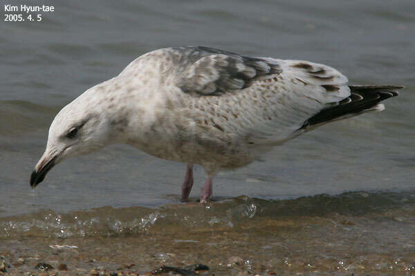 Image of Slaty-backed Gull