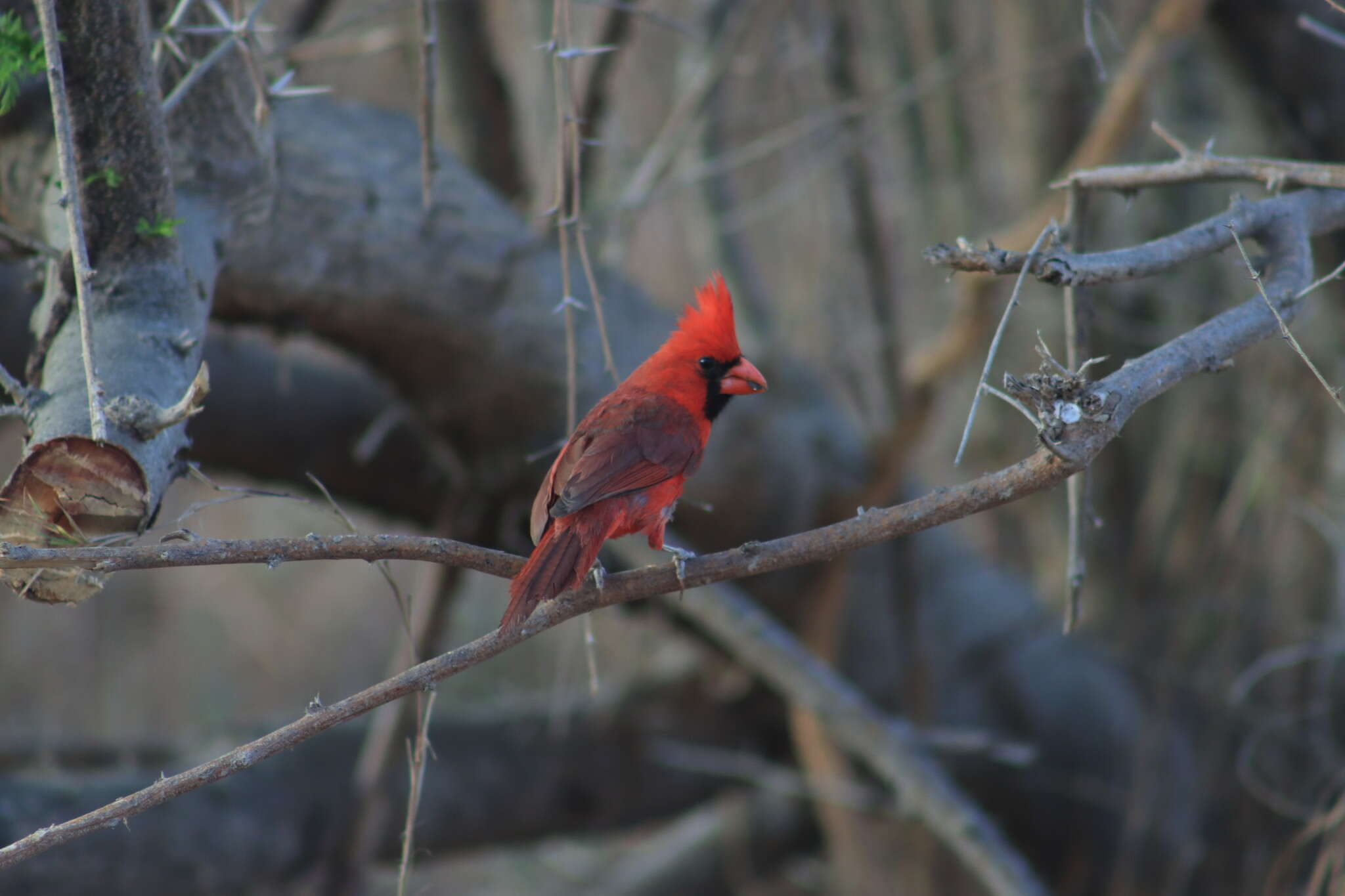 Image of Cardinalis cardinalis mariae Nelson 1898