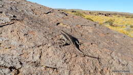 Image of Phymaturus payuniae Cei & Castro 1973