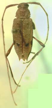 Image of Anisopodus hiekei Martins 1974