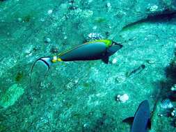 Image of Elegant Unicornfish