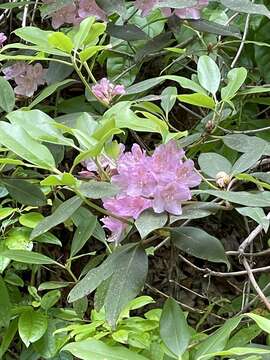 Plancia ëd Rhododendron minus Michx.