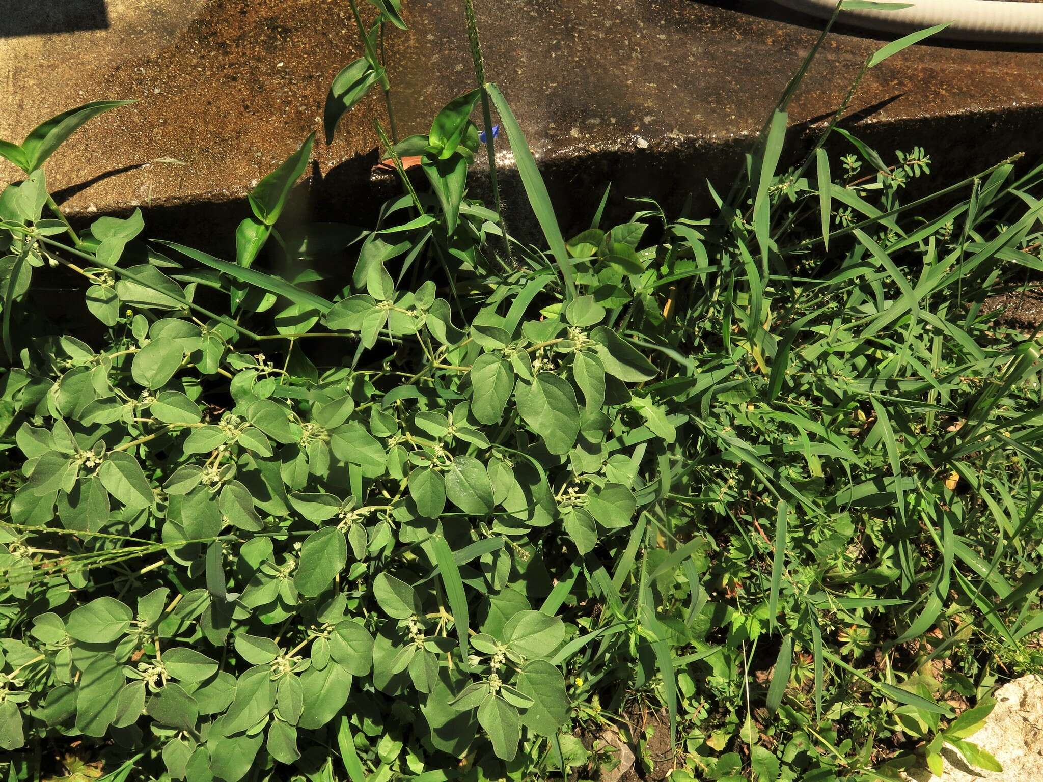 Image of threeseed croton