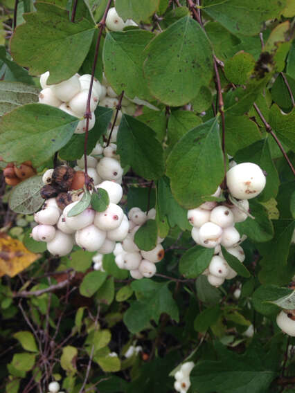 Image of common snowberry