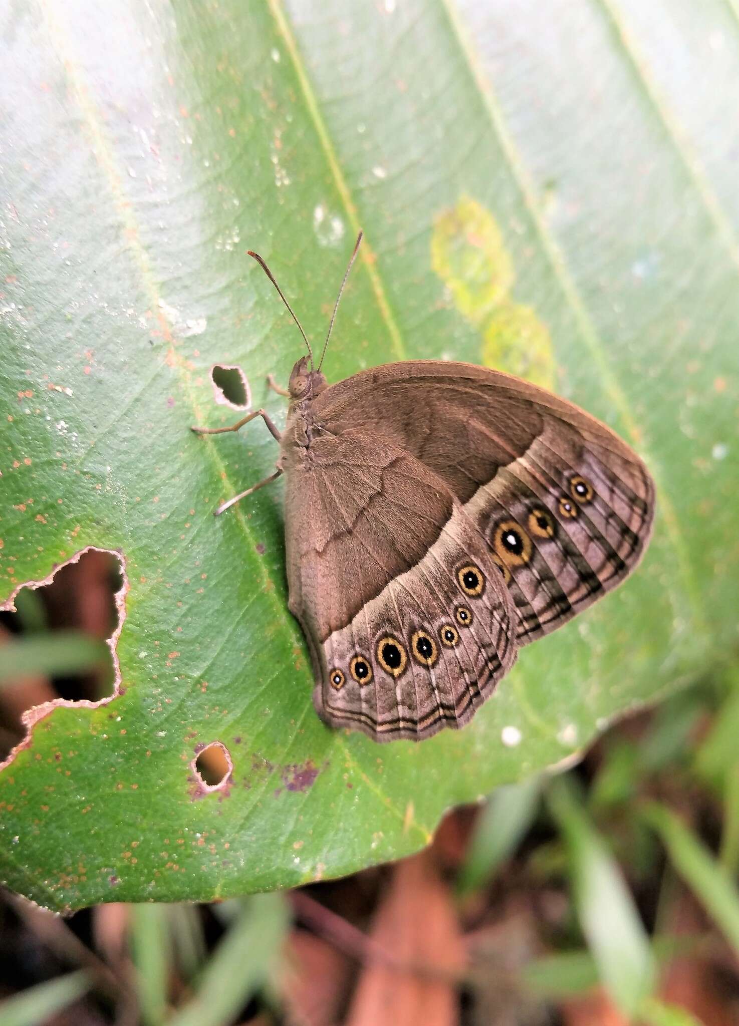 Image of Mycalesis perseoides Moore (1890)