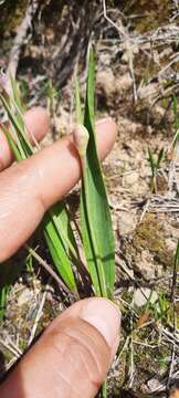 Allium moly subsp. glaucescens resmi