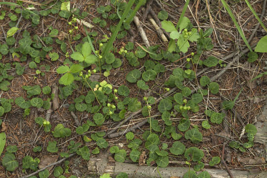 Image of Pyrola renifolia Maxim.