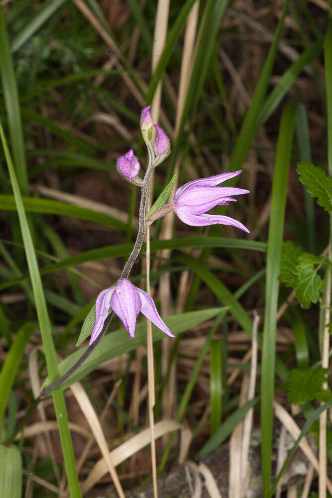 Image of red helleborine