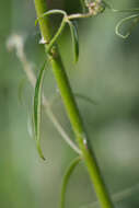 Image of Antirrhinum controversum Pau