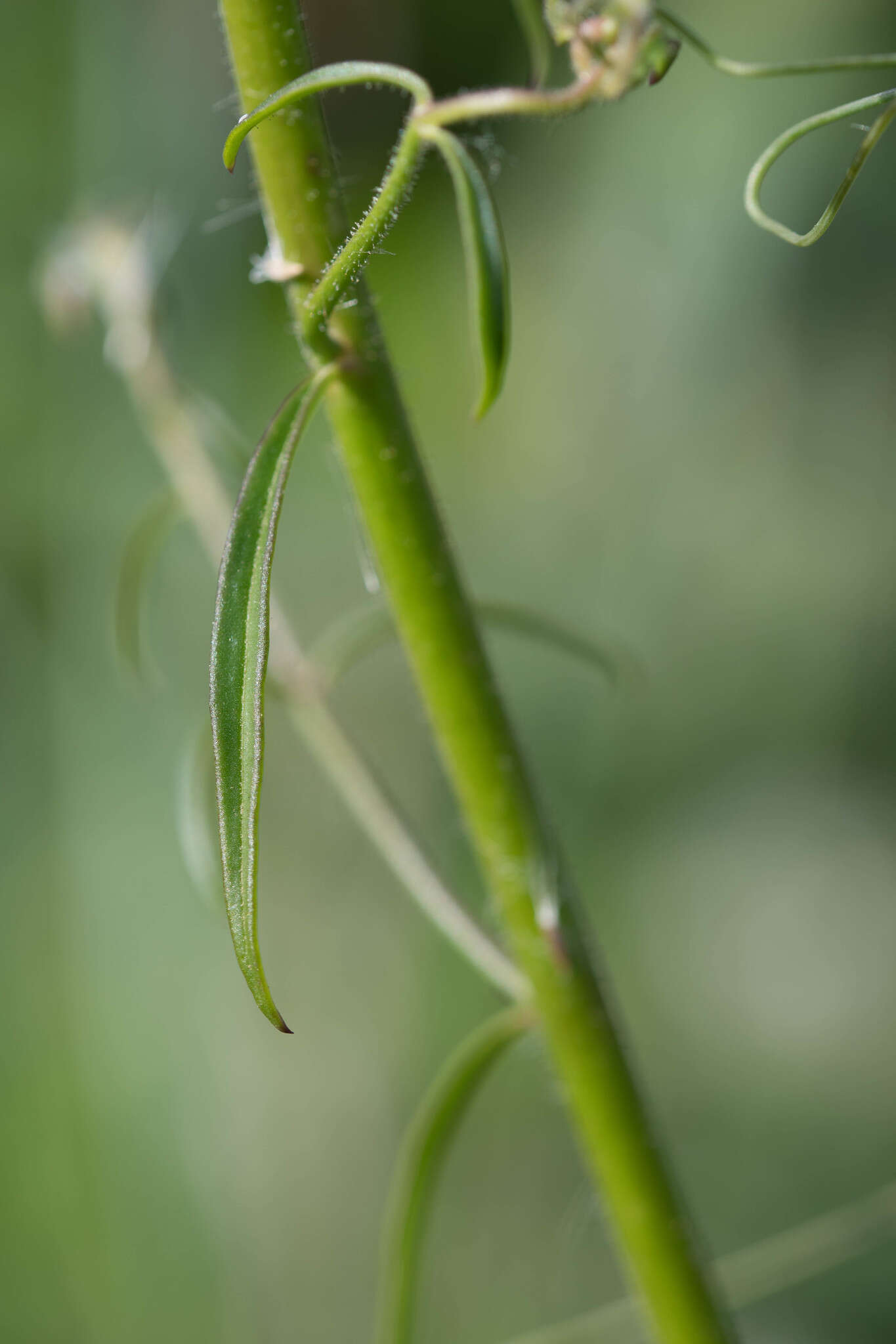 Image of Antirrhinum controversum Pau