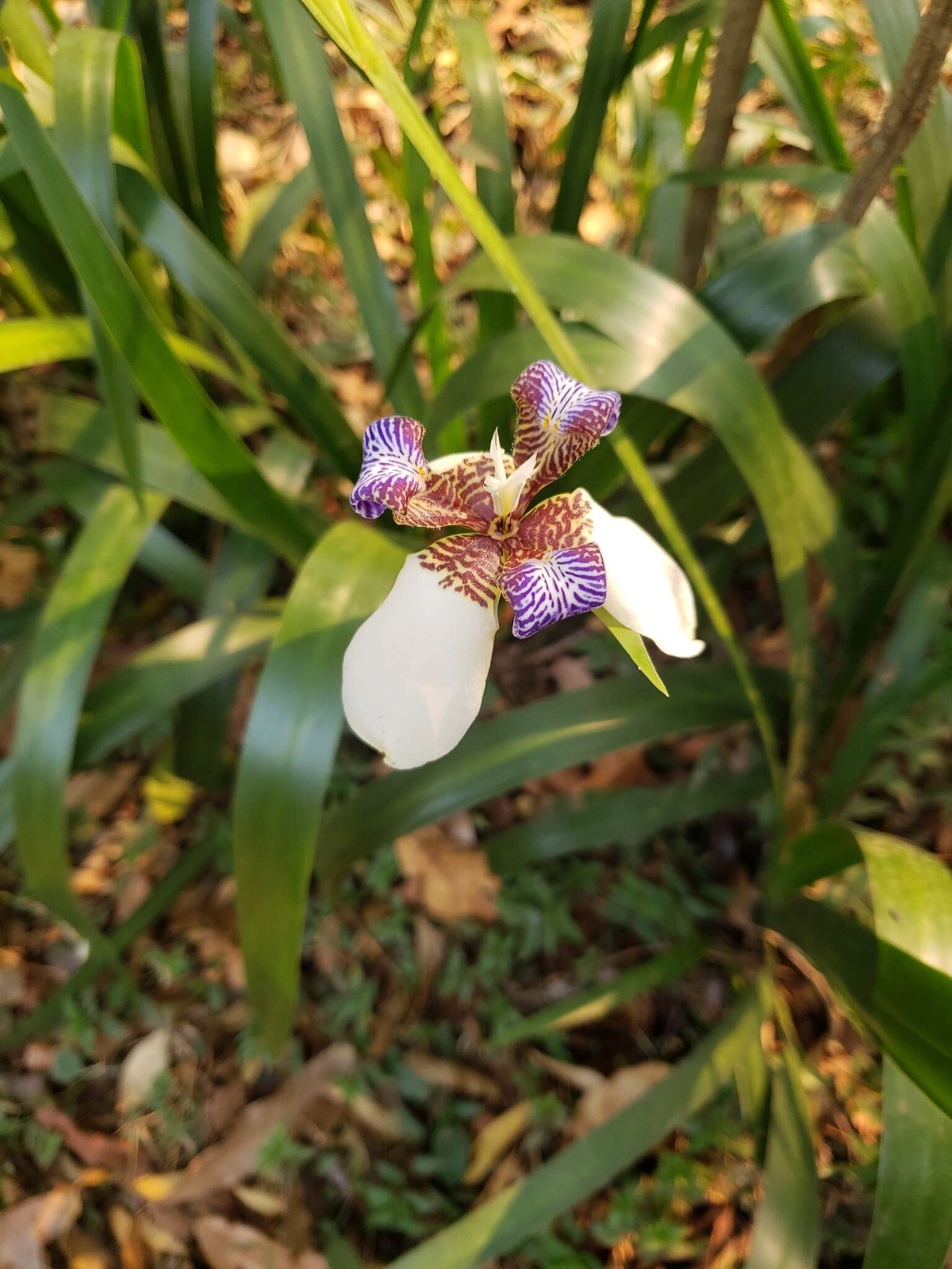 Imagem de Trimezia gracilis