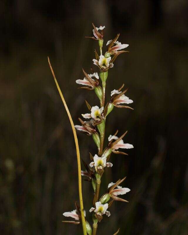 Image of Fragrant leek orchid