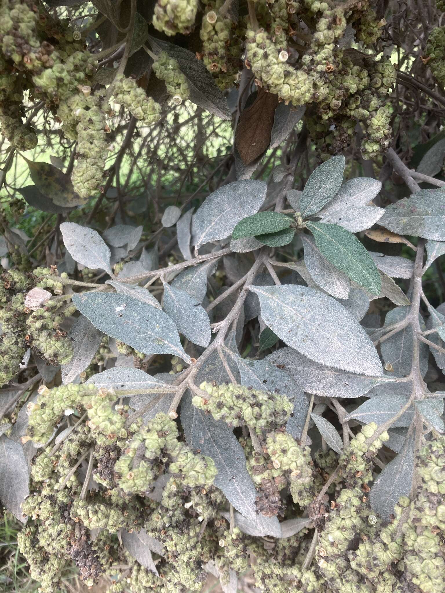Image of Varronia cylindrostachya Ruiz & Pav.